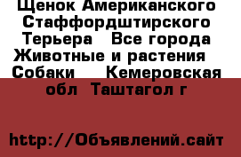 Щенок Американского Стаффордштирского Терьера - Все города Животные и растения » Собаки   . Кемеровская обл.,Таштагол г.